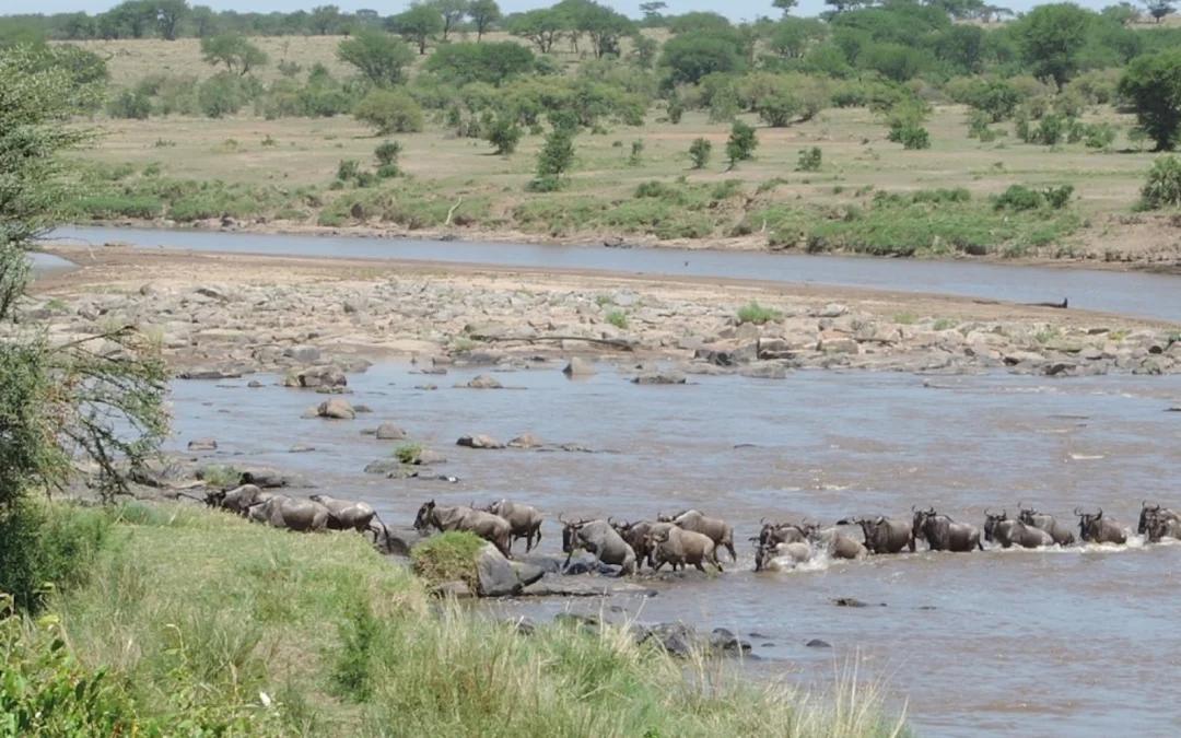 Kenia cruce rio Mara