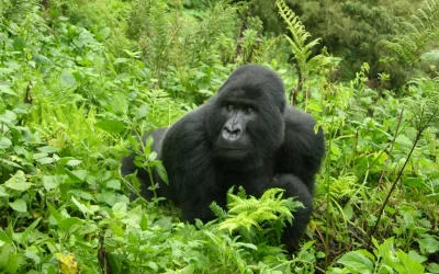 Los gorilas en Uganda