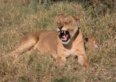 safari en kenia , leones