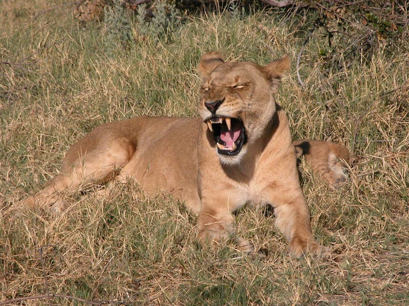 safari en kenia , leones