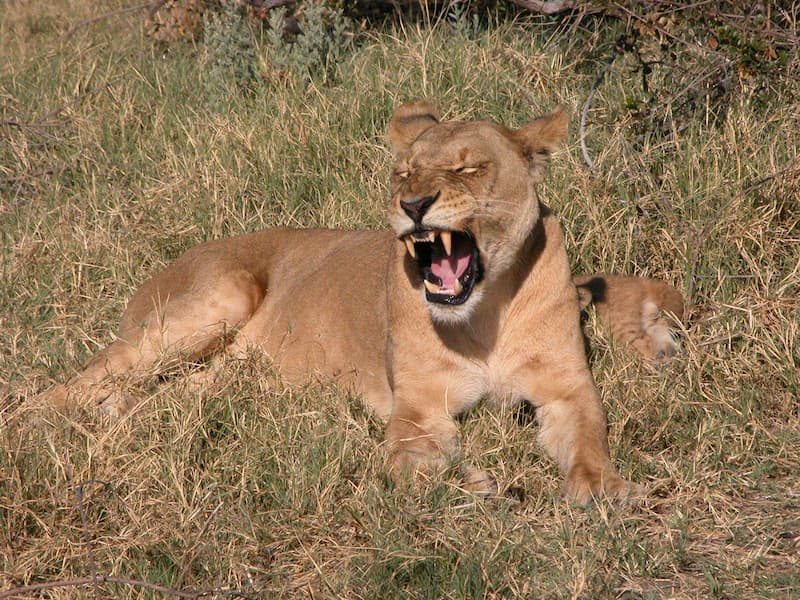 Safari en Kenia