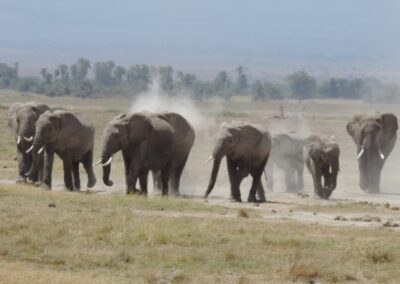 África hogar de Elefantes