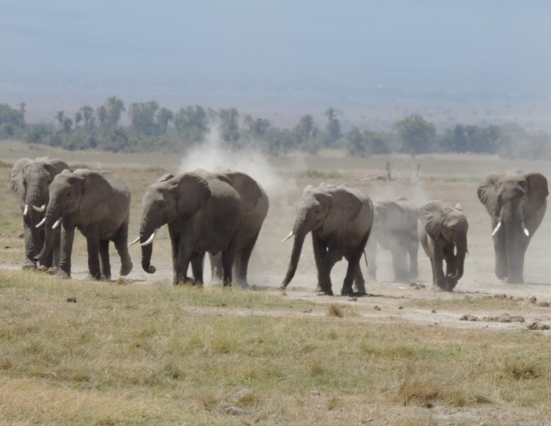 África hogar de Elefantes